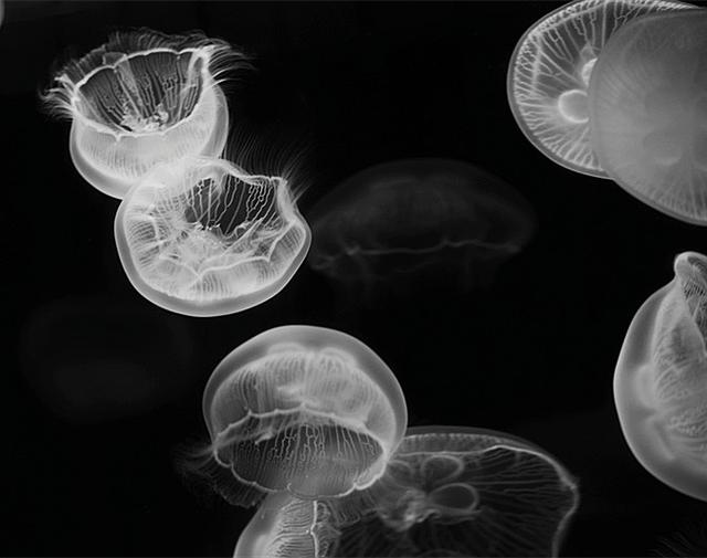 罕见泸州再现水中大熊猫桃花水母,四川成都发现水中大熊猫桃花水母