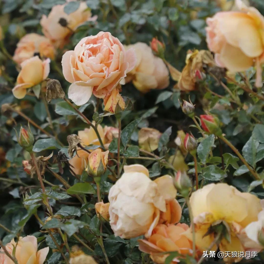 不容易，天狼自育终于打折了！空蒙只要50不到！