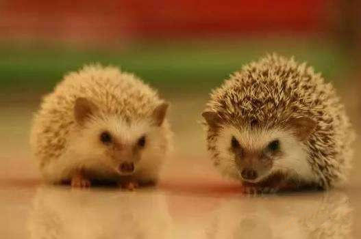 职场上领导能力差,职场上领导能力太差下级怎么办