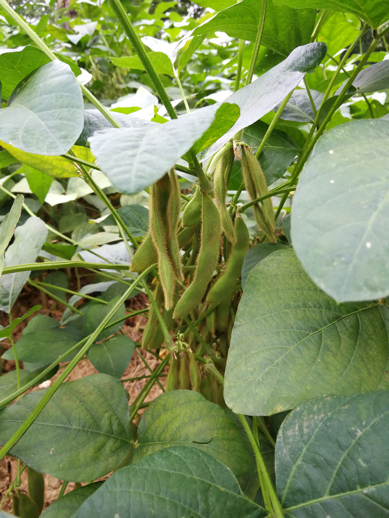 青芝坞民宿离西湖有多远,杭州青芝坞民宿排名榜