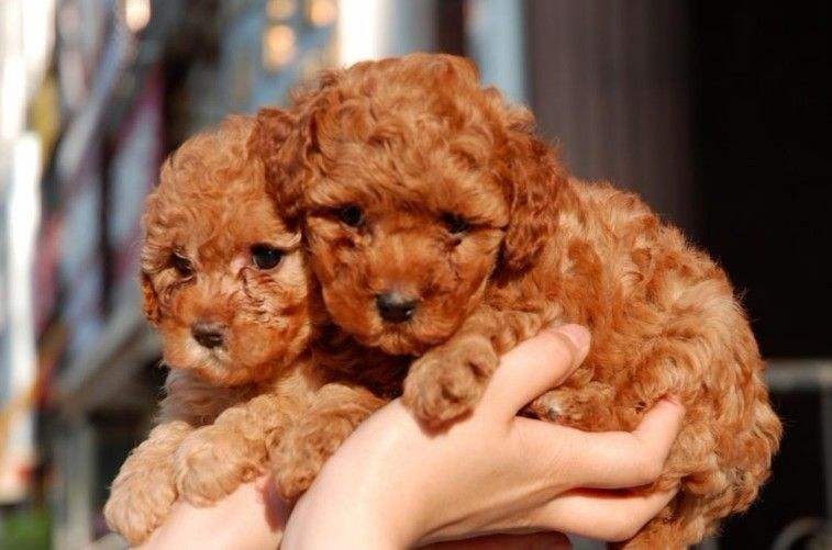 纯种的泰迪犬多少钱一只,泰迪犬多少钱一只纯种