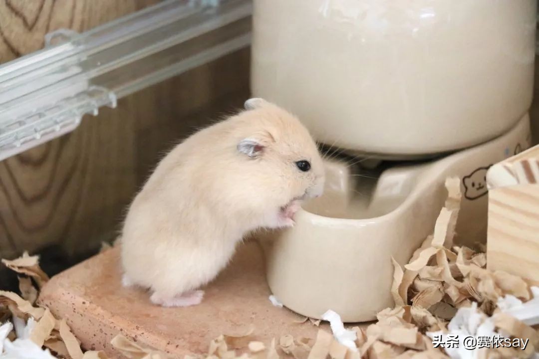 日本推主养了只小仓鼠，又团又圆的样子简直萌炸了！可爱到治愈！