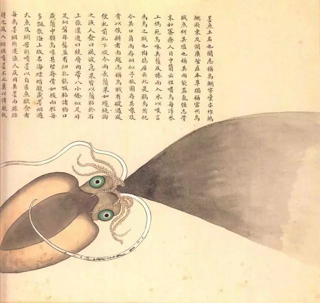 清代海错图有用吗,故宫海错图展