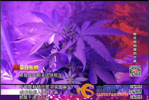 别人种花,别人种花我种葱