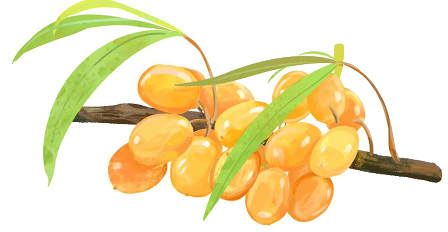 提神糖果的功效与作用,提高抵抗力糖果