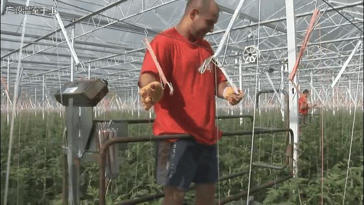 荷兰温室多少钱一平米,为什么玻璃温室荷兰都在用