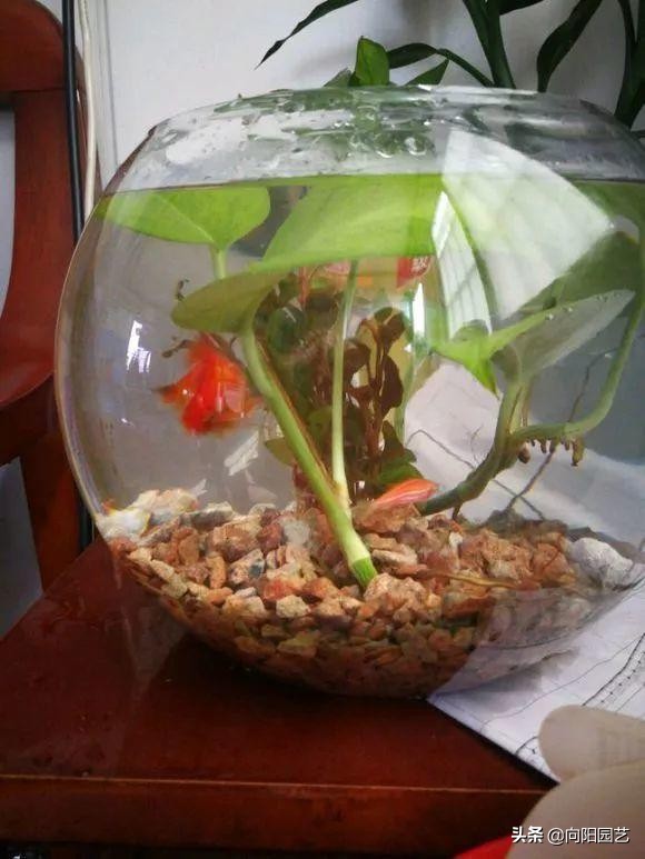 绿萝和什么鱼一起养,什么鱼可以和绿萝一起养不会死