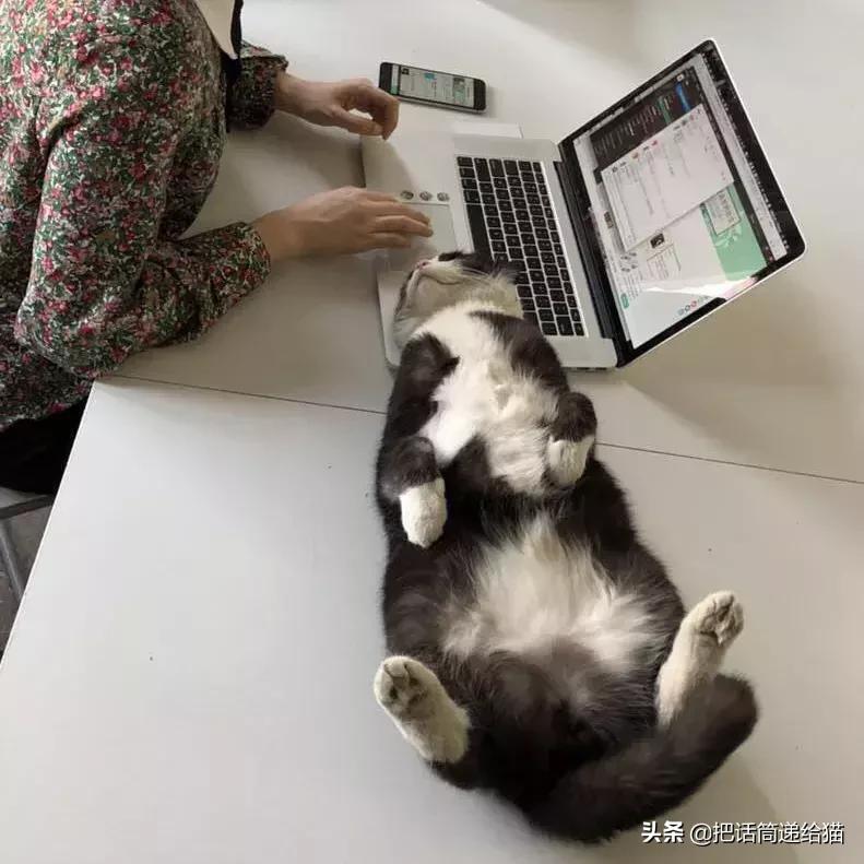 猫故事集,猫故事完整版