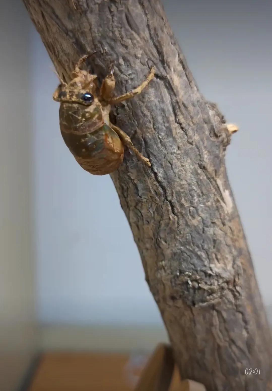 蝉的意象内涵,蝉的禅意人生感悟