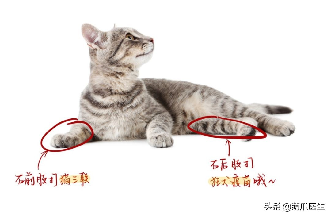 给猫打针结果猫生气了,给猫打针打疼了不开心了
