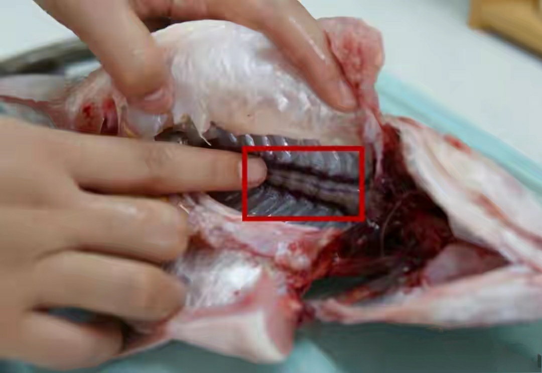 炖鱼肉怎么炖得又烂又香,炖鱼怎样才能让鱼肉入味