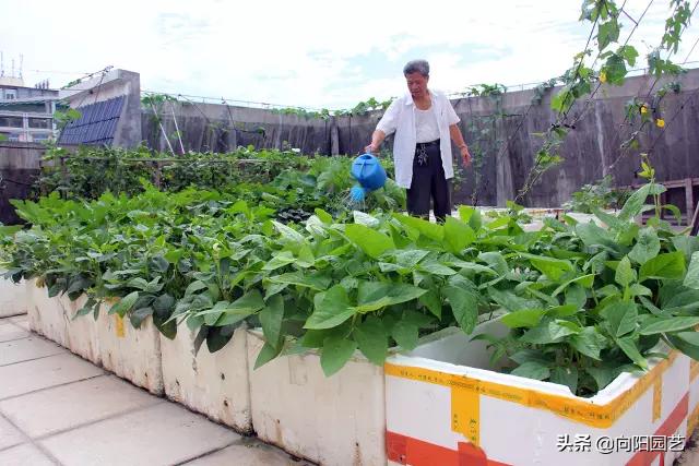 养花不用营养土,泡沫箱养花技巧什么花可以用水养