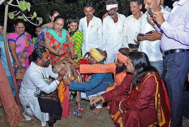 “印度牛人”帕萨纳：44岁富豪抛妻弃子，只为把心爱的母牛娶回家