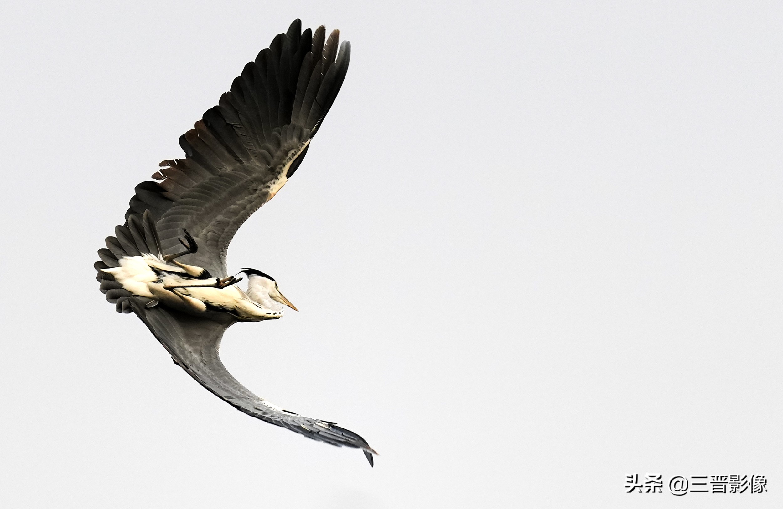 索尼相机a1是否值得入手,索尼a1相机拍鸟怎么样