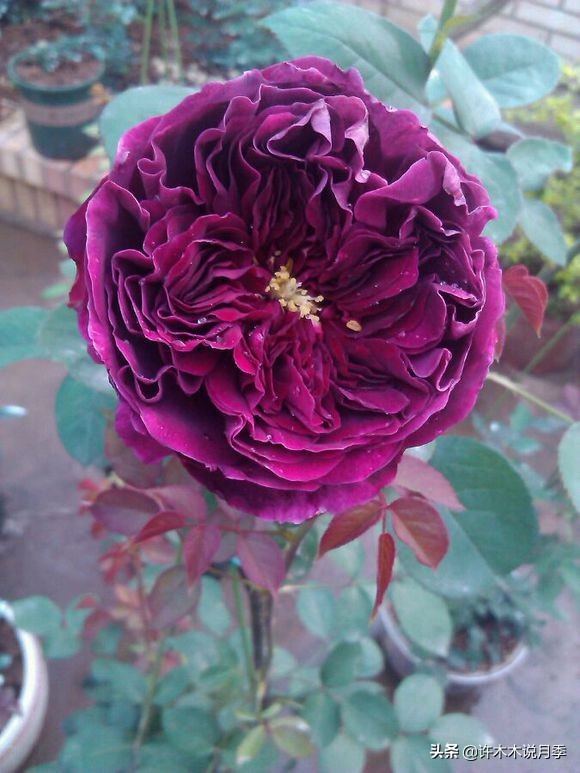 切花大全100种,鲜花大全50种花的花语