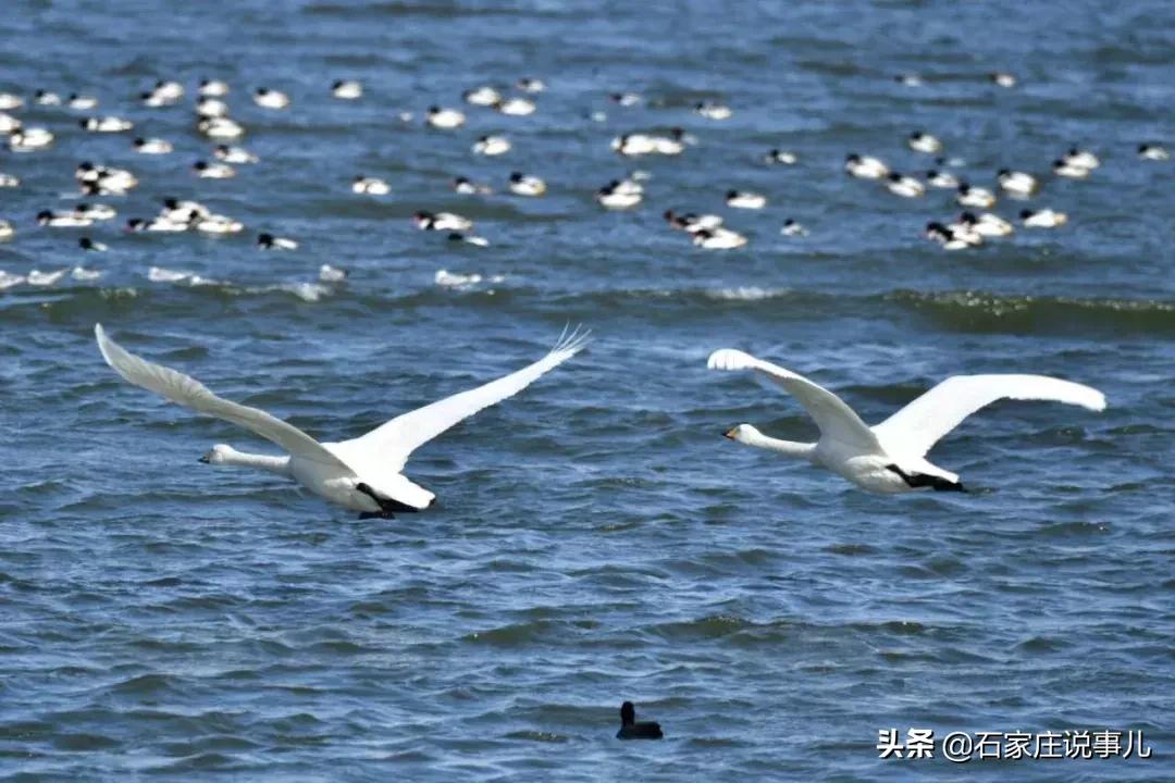 石家庄广电燕赵旅居：山东荣城一线海景看房团，不仅居住更可珍藏