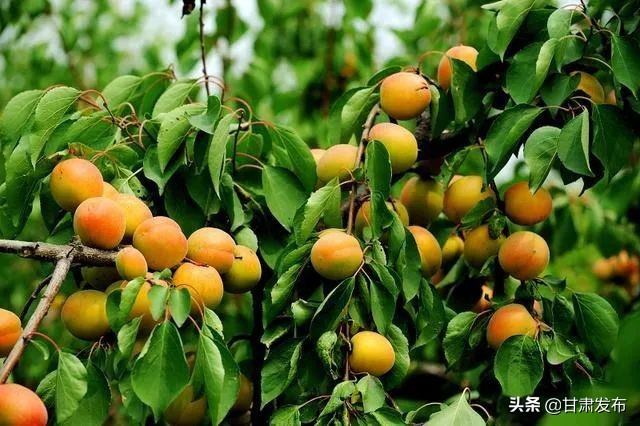 可能是#最全甘肃美食大赏#