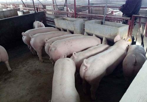 养猪生病怎么用药,养猪人病了用什么药打