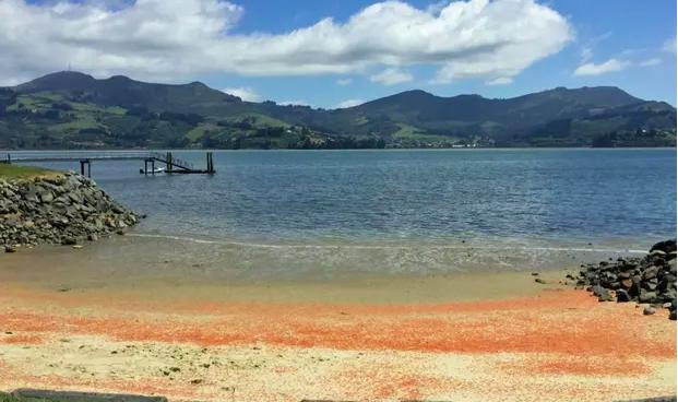 新西兰龙虾死亡人数,新西兰龙虾死法