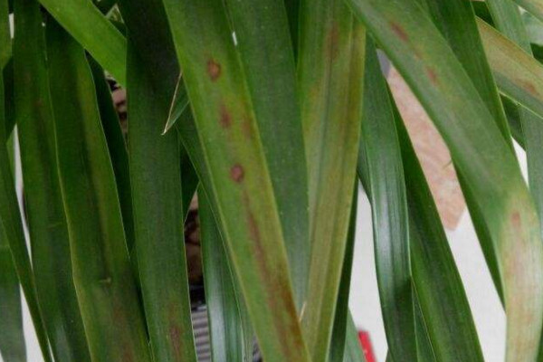 龙须兰叶子发黄怎么修剪,龙须兰枝干萎缩叶尖发黄干枯