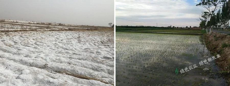 盐碱土,作物不爱长怎么办?