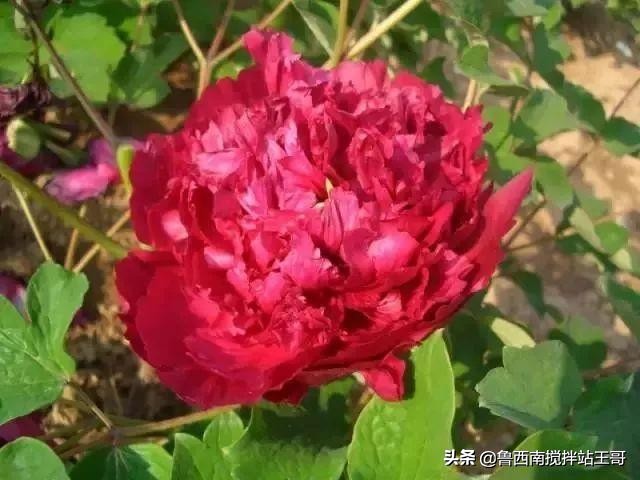 牡丹十大品种九大花系,牡丹进口品种图片及名称