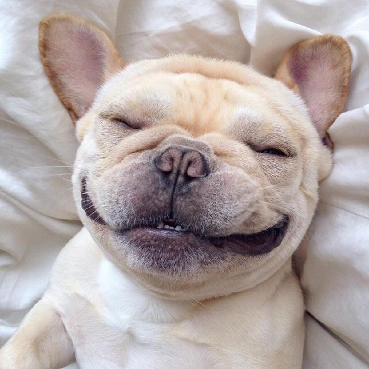 狗发病症状及治疗方法,狗的正确治疗方法