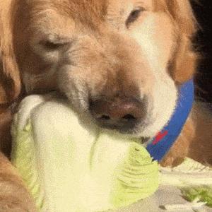 狗狗太黏人了,狗狗太粘人对它凶一点会好吗