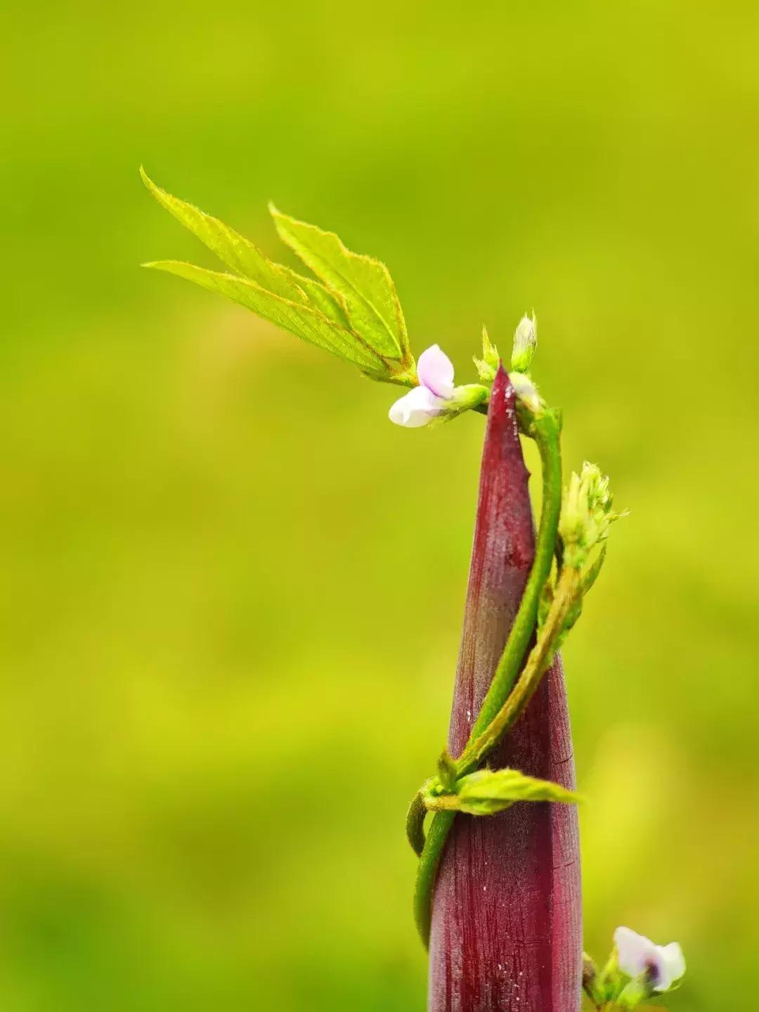 手把手教你拍摄微距花,春天拍花卉微距摄影镜头推荐