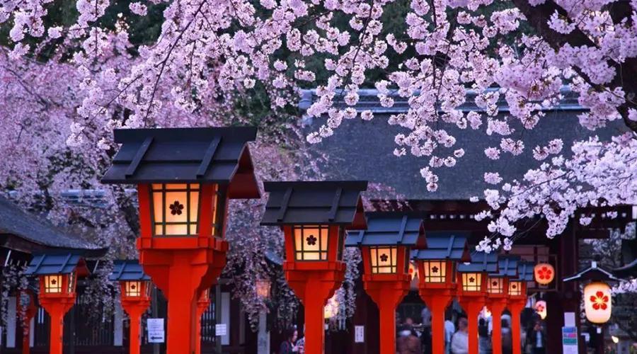 疫情期间为了赏樱花,憋坏了的日本人都想出了哪些另类方法?