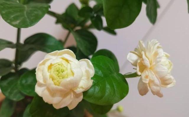 茉莉花喜欢什么肥料,茉莉花最好养的品种是哪一款