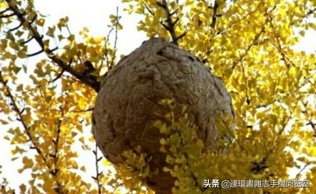 各式蜂巢,各种各样的蜂窝