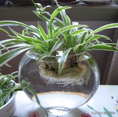 水培吊兰最好养的方法,水培吊兰怎么养才能更旺盛小妙招
