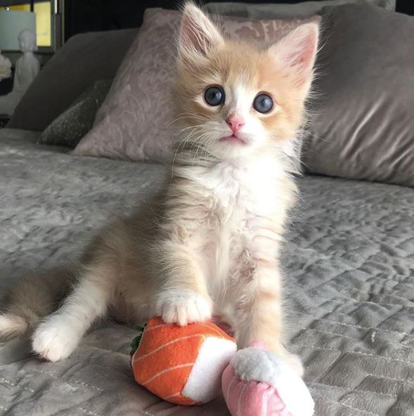 流浪橘猫长大,流浪橘猫逆袭长毛