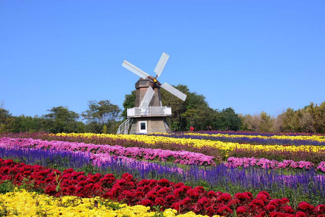 重阳节赏菊花的介绍,赏菊打卡好去处