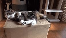 春季的宠物发情期,如何应付宠物的发情期