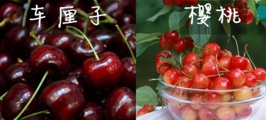 国内樱桃和进口车厘子的区别,山东大樱桃和车厘子有什么区别