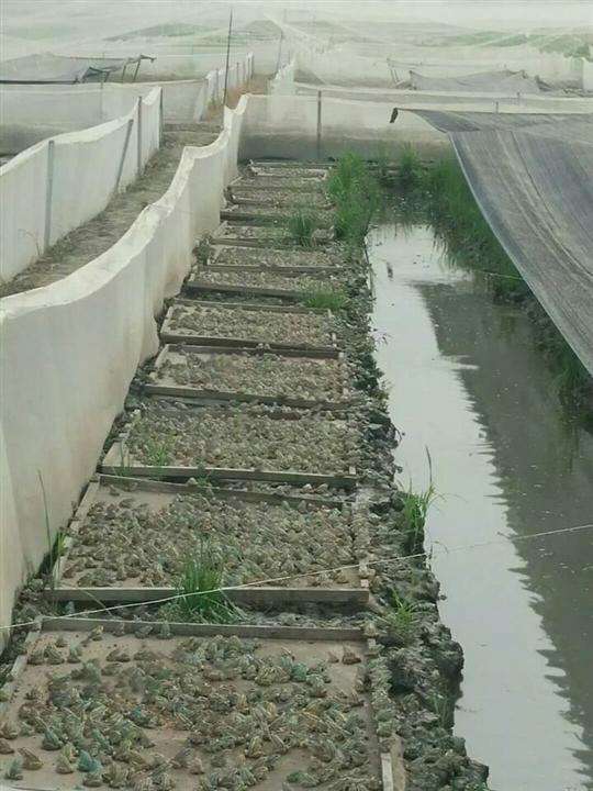 青蛙养殖不冬眠技术原理,养殖的青蛙抓不干净怎么办