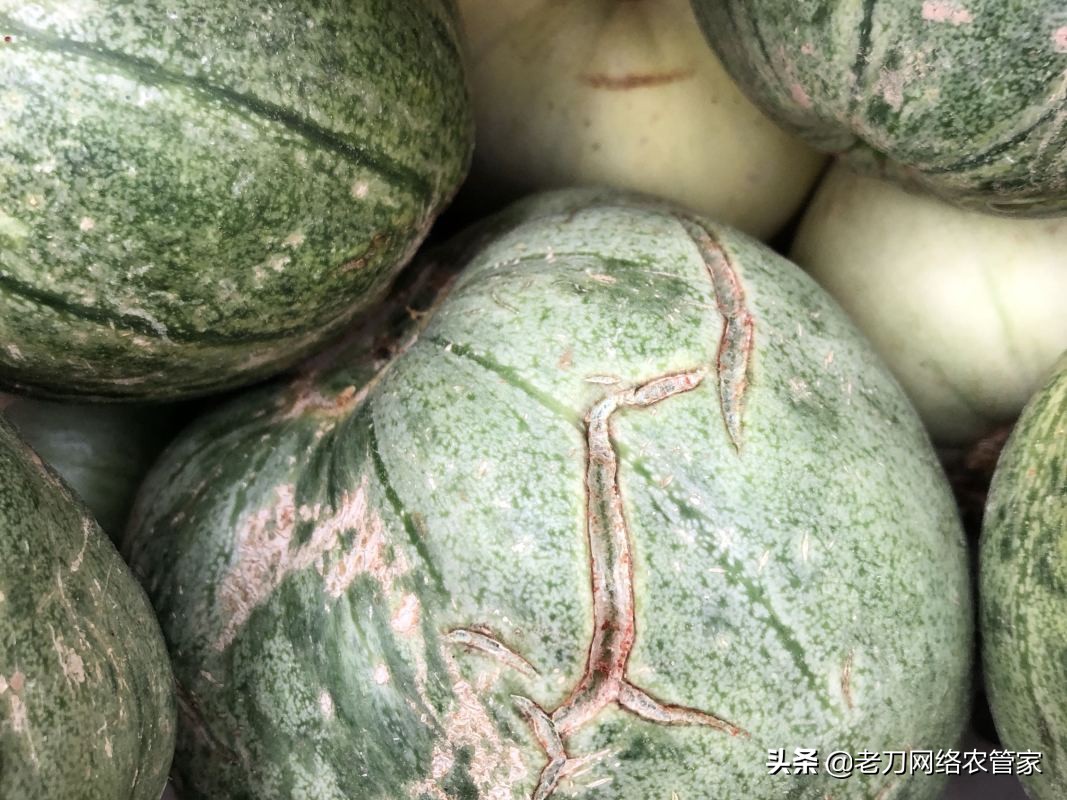 甜瓜裂杆有什么办法治,甜瓜裂瓜最好治疗方法