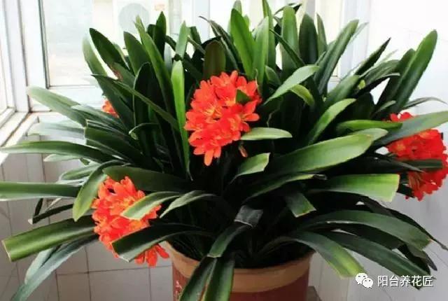 君子兰做群兰什么时候才能长叶子,君子兰烂心后扔掉