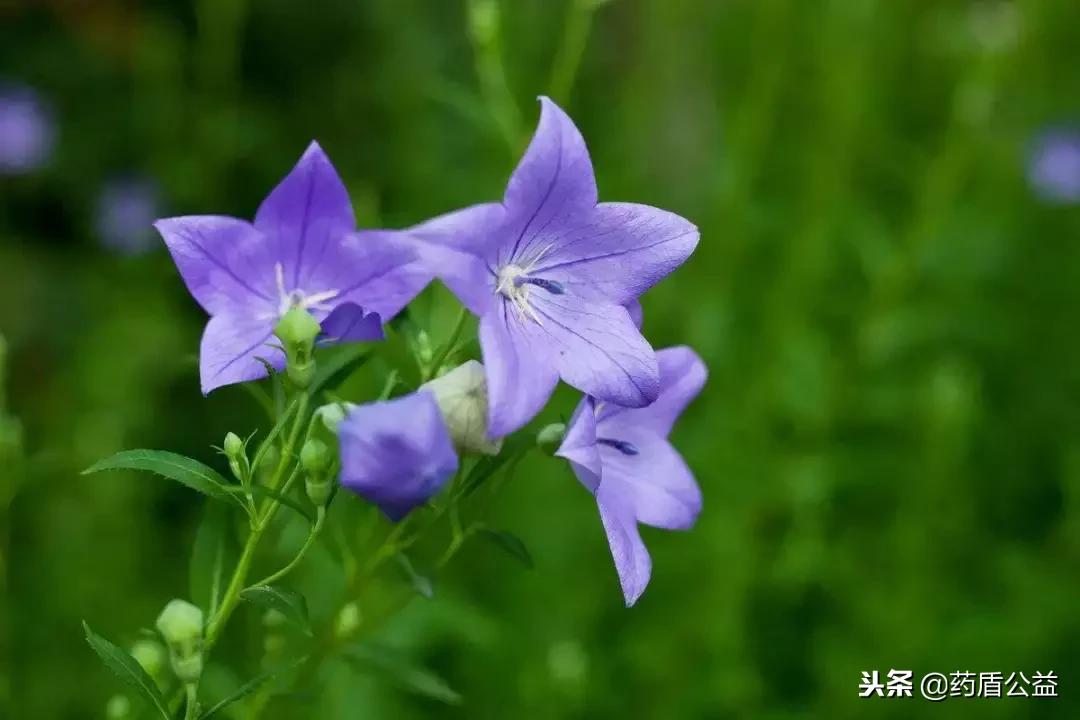 美味佳药,美味拌桔梗的做法