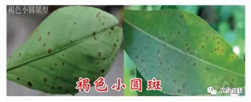 柑橘脂点黄斑病新梢会黄化吗,柑桔黄斑病和卷叶病用什么药