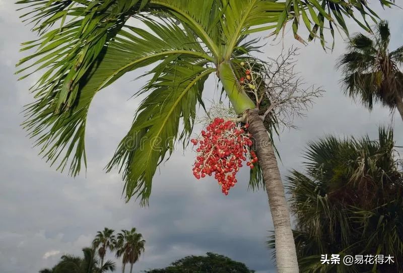 佛教为什么有五树六花,佛教中的五树六花图片