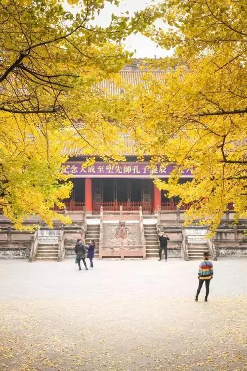 武侯银杏,武侯看银杏最好的地方