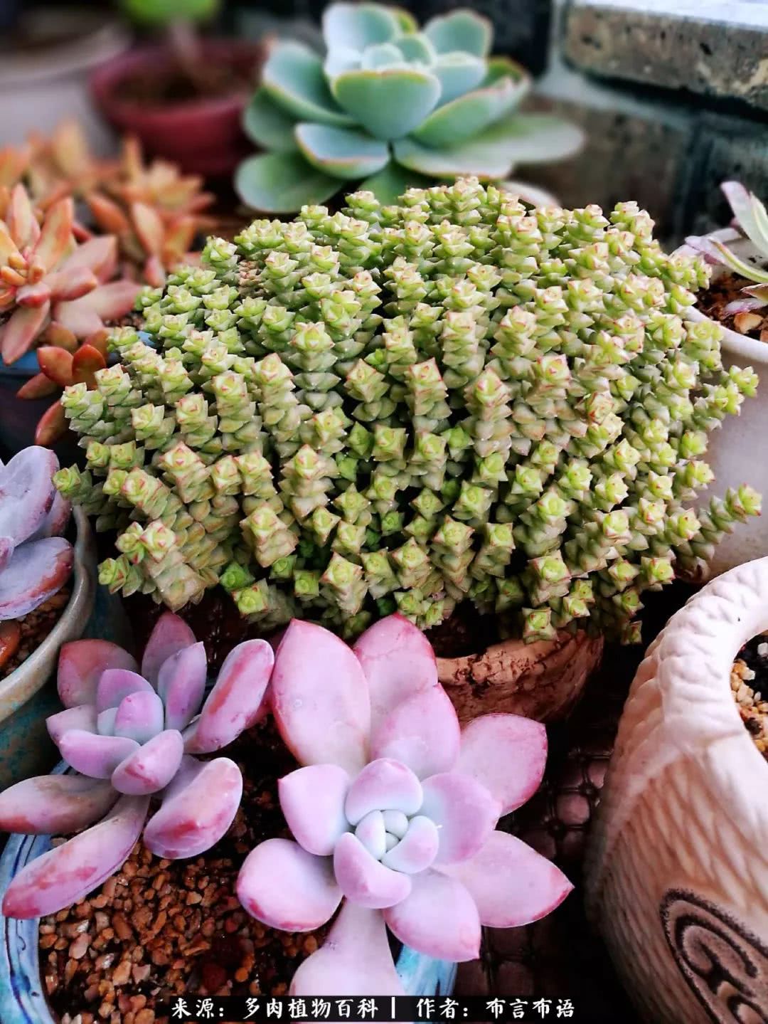 多肉的真实生活感悟,多肉的生活感悟