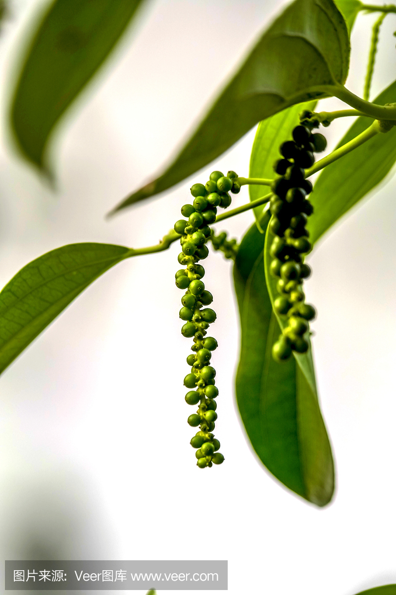 精油一般保质期多长时间,精油的有效期限是多久