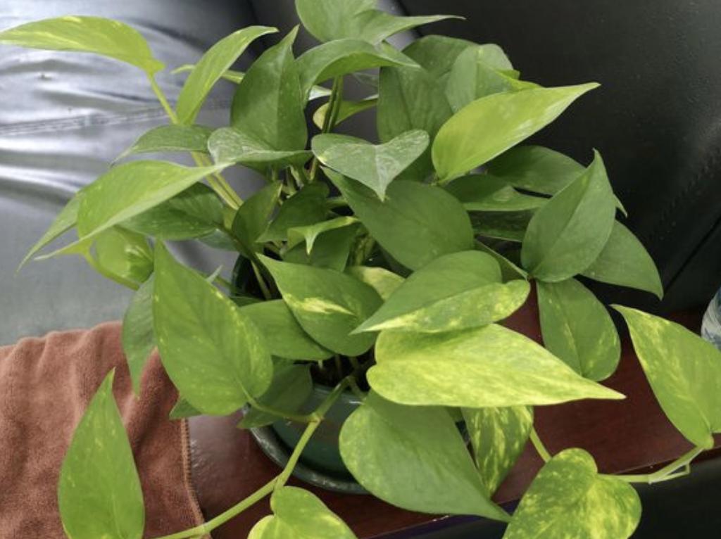 绿萝怎么养才能向柱子爬,绿萝刚拿回来怎么养才能更旺盛