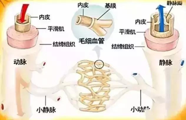 心肌梗塞中药调理好还是西药好,心肌梗塞喝汤药管用吗
