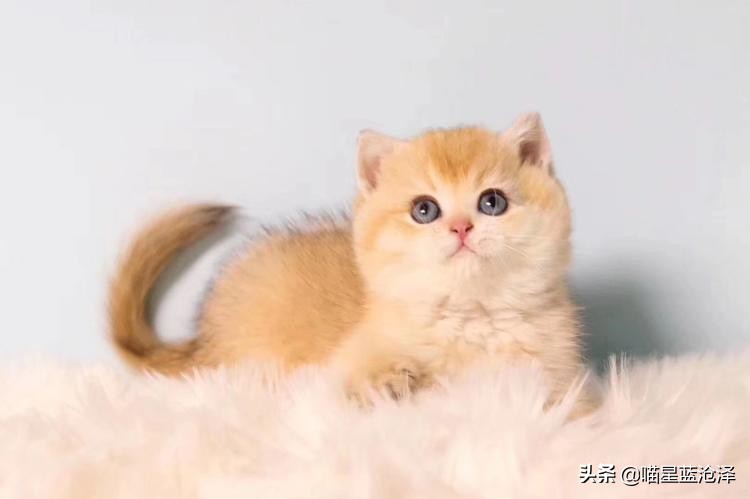 长毛英短蓝猫是什么品种,长毛英短蓝猫