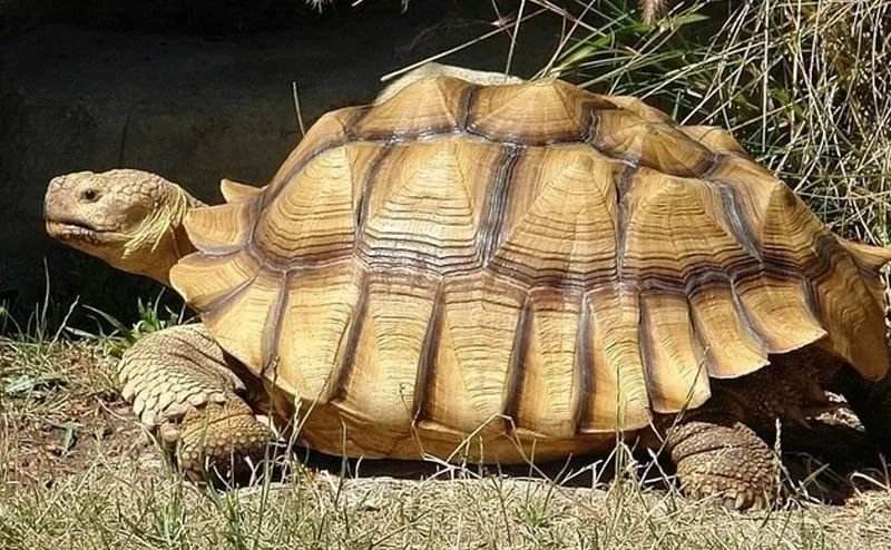 世界陆龟图鉴,世界稀有物种陆龟